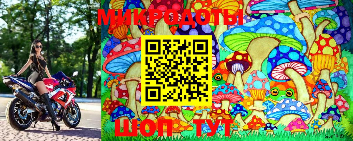 Галлюциногенные грибы Psilocybe Нальчик